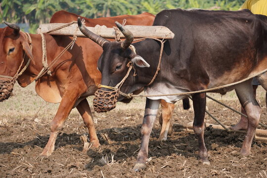 Two Oxen Yoked Together on Tilled Agricultural Field