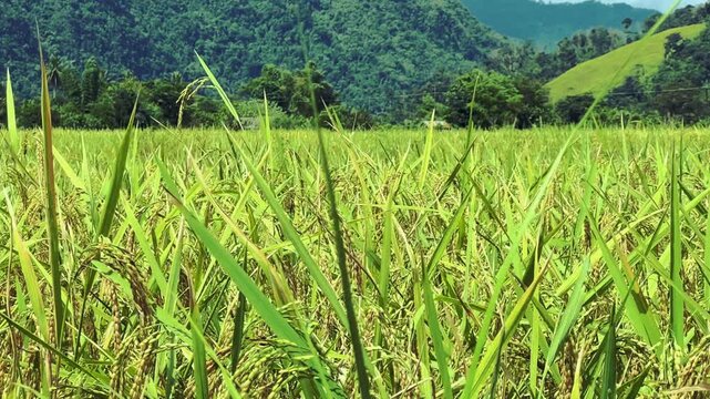 A rice field surrounded by rock formations in Vangvyeng, Laos. Vangvyeng is a popular destination for adventure tourism in the limestone karst landscape. A rice field landscape in Vangvyeng, Laos PDR.