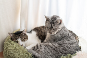 窓辺でくつろぐ二匹の猫	