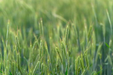Lush and Vibrant Green Fields of Grain Awaiting Their Time for the Upcoming Harvest