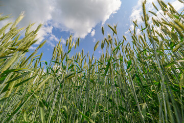 A Vibrant, Lush Field of Ripening Grain Beneath a Bright Blue Sky and Fluffy White Clouds