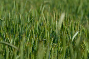 Obraz premium A Beautiful and Lush Green Grass Field Flourishing in the Warmth of Summer Sunshine