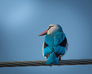 Striking woodland kingfisher with vivid blue wings and a bright red beak perched on a fence post...