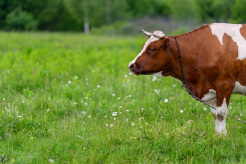 A Brown Cow Happily Grazing in a Beautiful and Lush Green Pasture Under the Summer Sky