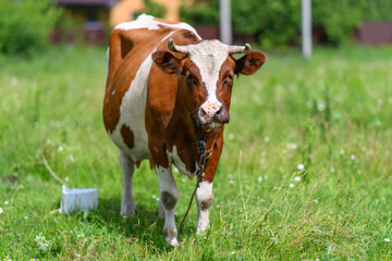 A Brown and White Cow Grazing Happily in a Lush and Green Field Under a Blue Sky