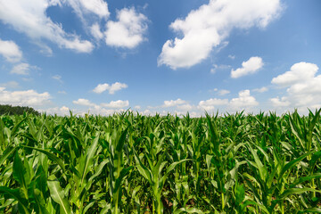 A Vibrant Cornfield Nestled Beneath a Beautifully Bright Sky and Fluffy White Clouds