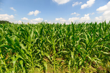 Obraz premium A Beautiful and Vibrant Cornfield Under a Bright Sunny Sky in a Charming Rural Landscape