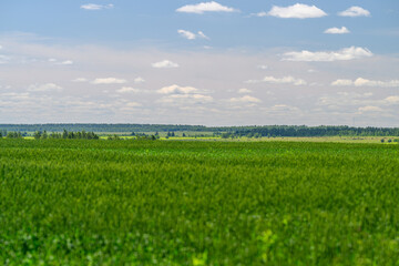 Expansive Green Fields Elegantly Stretching Under a Brilliant, Bright Blue Sky Soaring Above © beholdereye