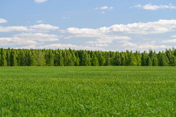 Obraz premium Expansive Lush Green Fields Stretching Beneath a Bright, Clear Sky Framed by a Tree Line