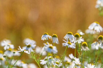Golden backlit chamomile illustration, Soft petal silhouettes with glowing sunset background,...