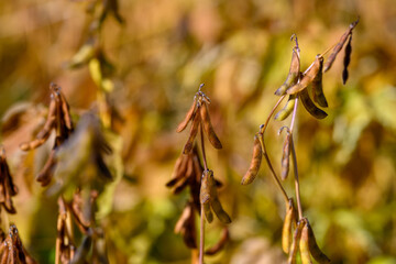 Naklejka premium Sunlit mature soybean pods in rustic field, Closeup of ripe soybean pods in warm autumn setting, Harvestready soybean pods illuminated by sunlight in rural autumn landscape