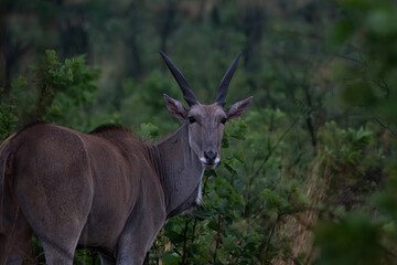 Fototapeta premium Close-up of a common eland antelope standing among dense green shrubs, partially obscured by vegetation. Its distinctive spiral horns and robust frame are clearly visible, making this image ideal for