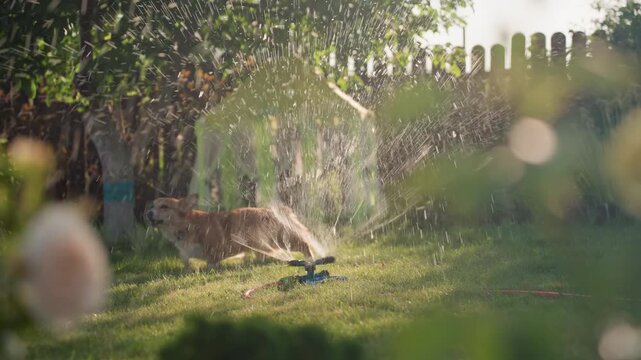 Lively Dog Frolics, Active Canine Bounds Through Garden Spray, Energetic Pet Jumps Over Water Jets In Sunny Yard, Spirited Dog Playfully Leaps Through Sprinkler In Bright Summer Backyard Setting