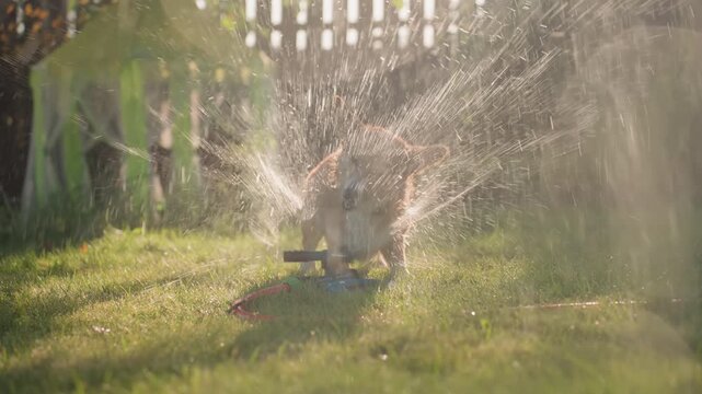 Happy Canine Explores Sunny Open Spaces Freely, Energetic Dog Joyfully Explores Bright Grassy Outdoor Areas Freely, Cheerful Dog Freely Roams Sunny Fields And Lush Green Grassy Open Spaces