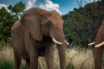 Fototapeta premium Close-up of two African elephants touching tusks in a grassy savannah setting. Captured in a moment of social interaction, this wildlife image showcases the strength and connection between these