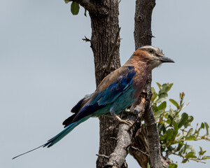 Vibrant lilac breasted roller resting on a bare tree branch against a soft sky background. This colorful African bird features striking blue, turquoise and lilac plumage, making it ideal for use in