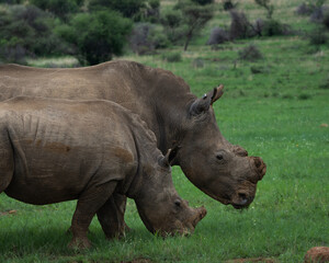 Obraz premium Detailed view of a white rhinoceros standing in tall grass with another rhino in the background. This powerful wildlife image captures the texture and presence of the endangered species in its native