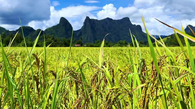 A rice field surrounded by rock formations in Vangvyeng, Laos. Vangvyeng is a popular destination for adventure tourism in the limestone karst landscape. A rice field landscape in Vangvyeng, Laos PDR.