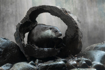Eurasian otter watching from the hole of a decayed tree trunk.