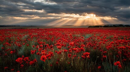 A field filled with bright red poppies stretches across the land as sunlight shines through dark clouds. The scene captures the beauty of nature during late afternoon.