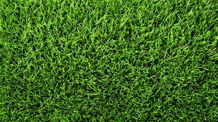 Lush green grass texture background for natural outdoor and garden themes