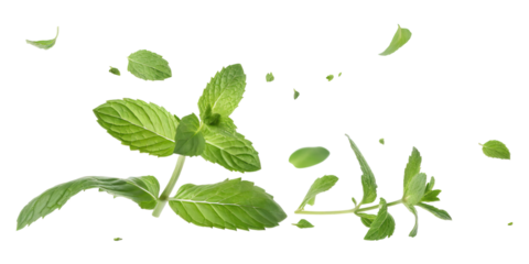 Green air swirl effect with flying mint leaves concept. Fresh mint leaves gently floating, ideal for culinary use.