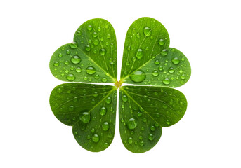 Four leaf clover with water droplets isolated on transparent background