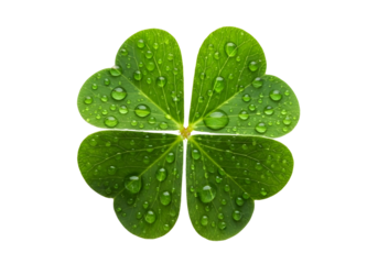 Four leaf clover with water droplets isolated on transparent background
