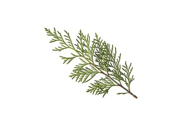 Fototapeta premium Fresh green cedar branch with needle leaves on white background