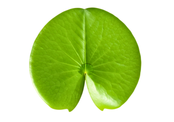 Vibrant green water lily pad isolated on transparent background
