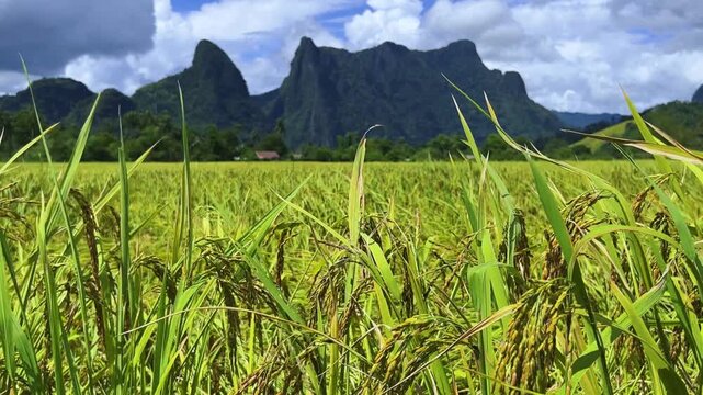 A rice field surrounded by rock formations in Vangvyeng, Laos. Vangvyeng is a popular destination for adventure tourism in the limestone karst landscape. A rice field landscape in Vangvyeng, Laos PDR.