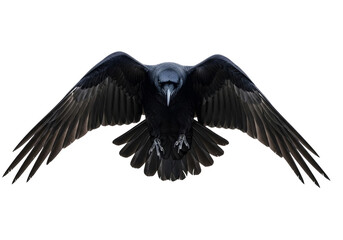 Naklejka premium A powerful black raven flying with wings spread wide isolated on transparent background