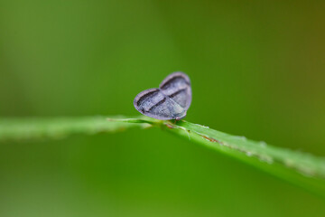 Macro of a butterfly on blade of grass © Anucha