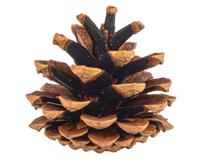 A detailed close-up of a brown, textured pine cone on black