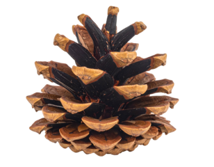 A detailed close-up of a brown, textured pine cone on black