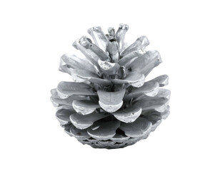 Detailed black and white close-up of a textured pinecone