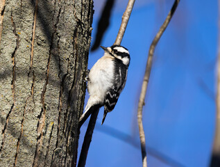 Fototapeta premium Close Up Of A Downy Woodpecker Perched On Side Of Tree 
