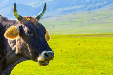 Cow annoyed with flies in grassy meadow at summer day in mountainous pasture in Kyrgyzstan.
