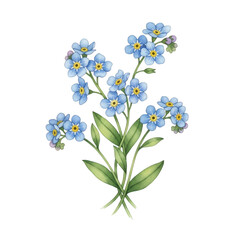 Obraz premium Blue forget-me-not flowers isolated on white background