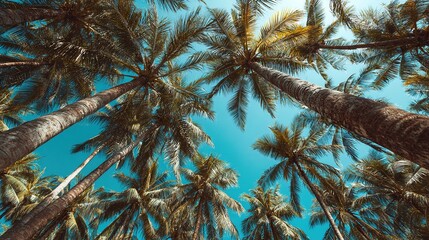 Lush tropical palm trees reaching high into the clear blue sky on a sunny day