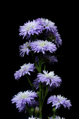 Aster or daisy flowers isolated on black background