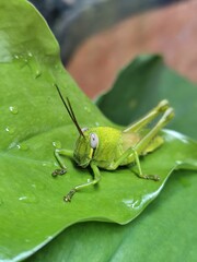 Fototapeta premium Green grasshopper on fresh green leaves. Agricultural pest grasshoppers.