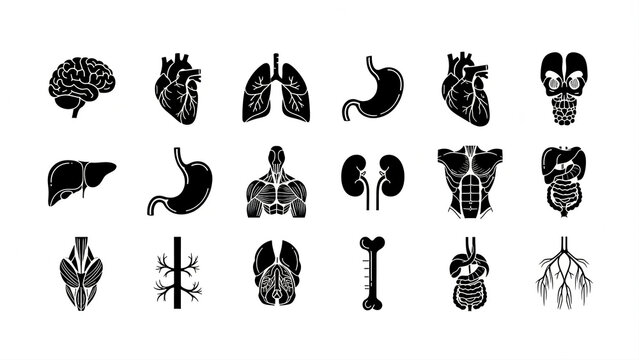 Modern black and white vector logo of human body anatomy consisting of 10 different vector elements: brain, heart, lungs, liver, stomach, kidneys, muscles, bones, blood vessels and nervous system.