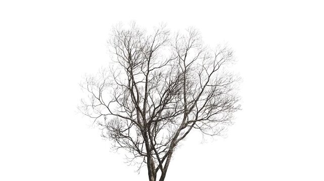 Dead tree isolated on white background. 3D realistic tree isolated on white with alpha channel to be used for architecture visualization or motion graphics. 