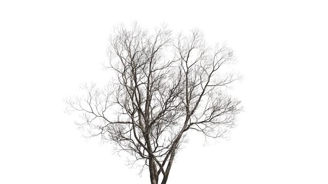 Dead tree isolated on white background. 3D realistic tree isolated on white with alpha channel to be used for architecture visualization or motion graphics. 