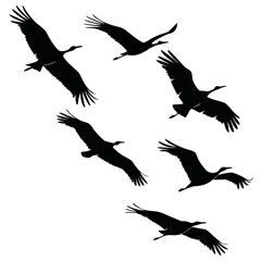 Obraz premium Flock of birds in flight