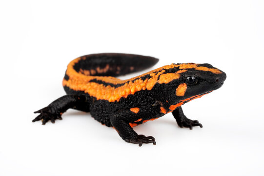Laos warty newt // Laos Warzenmolch (Laotriton laoensis, Paramesotriton laoensis) - Xiangkhouang Province, Laos 