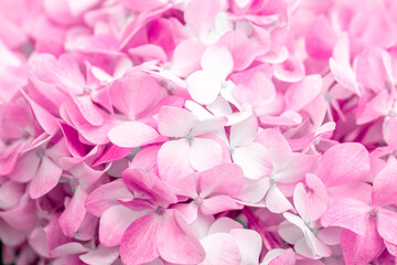 Pink flowers close up. Bouquet of purple flowers. City flower beds, a beautiful and well-groomed garden with flowering bushes.
