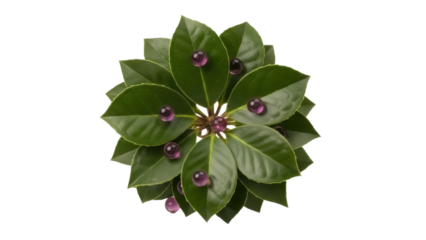 Green holly leaves with purple beads isolated PNG, decorative plant element for Christmas and winter holiday designs
