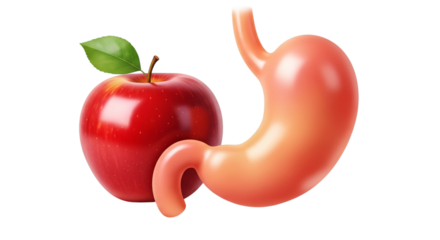 Red apple with green leaf next to human stomach
